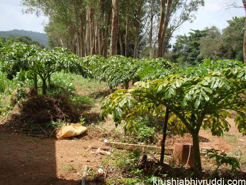 Elephant Foot Yam: A Crop with the Potential for 1:10 Returns