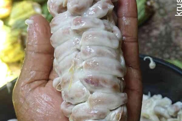ಅಡಿಕೆ–ತೆಂಗಿನ ತೋಟದಲ್ಲಿ ಕೋಕೋ ಕೃಷಿಯ ಲಾಭ: ಆದಾಯ, ಕಳೆ ನಿಯಂತ್ರಕ ಮತ್ತು ಸಾವಯವ ಮೂಲ