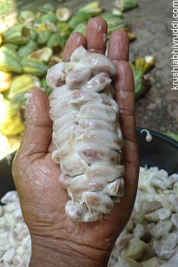 ಅಡಿಕೆ–ತೆಂಗಿನ ತೋಟದಲ್ಲಿ ಕೋಕೋ ಕೃಷಿಯ ಲಾಭ: ಆದಾಯ, ಕಳೆ ನಿಯಂತ್ರಕ ಮತ್ತು ಸಾವಯವ ಮೂಲ