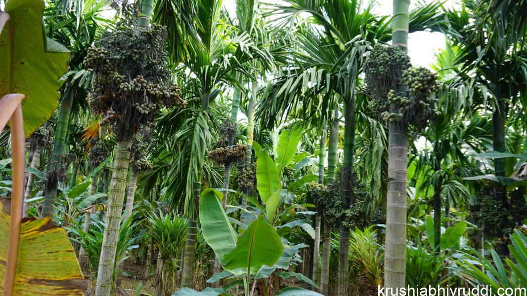 ಮುಂಗಾರು ನಂತರದ ಗೊಬ್ಬರದ ಎರಡನೇ ಕಂತು: ರೈತರು ನಿರ್ಲಕ್ಷಿಸಬಾರದ ಮಹತ್ವದ ಹಂತ