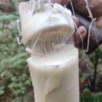 “ಬಾಳೆದಂಡು” ಯಾವ ಆರೋಗ್ಯ ಸಮಸ್ಯೆಗೆ ಔಷಧಿ