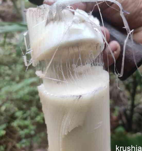“ಬಾಳೆದಂಡು” ಯಾವ ಆರೋಗ್ಯ ಸಮಸ್ಯೆಗೆ ಔಷಧಿ