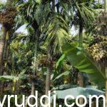 Post -Monsoon Manuring: The Second Feeding