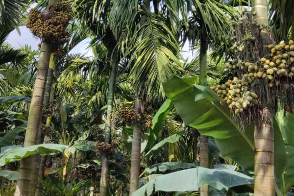 Post -Monsoon Manuring: The Second Feeding