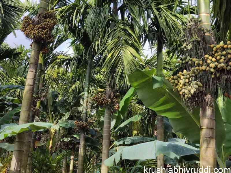 Post -Monsoon Manuring: The Second Feeding