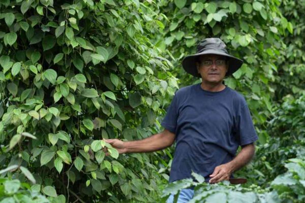 An interview with Mr. Jommy Mathew on monsoon and after monsoon management in pepper plantations