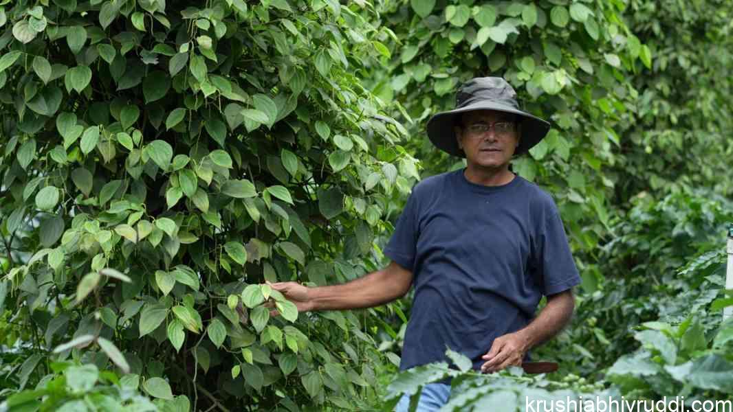 An interview with Mr. Jommy Mathew on monsoon and after monsoon management in pepper plantations