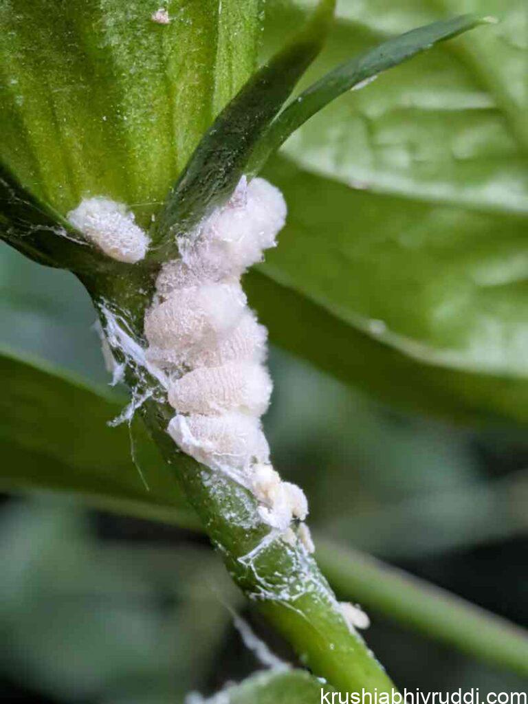 ದಾಸವಳದ ಹೂ ತೊಟ್ಟಿನಲ್ಲಿ ಹಿಟ್ಟು ತಿಗಣೆ