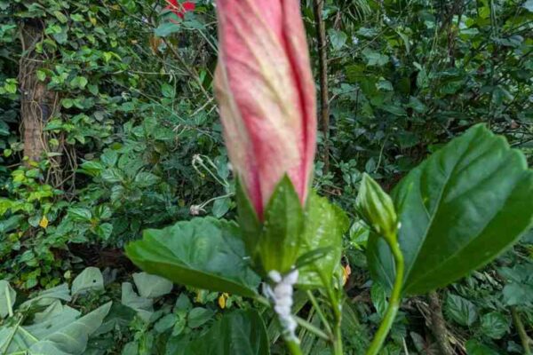 hibiscus flower and mealy bug