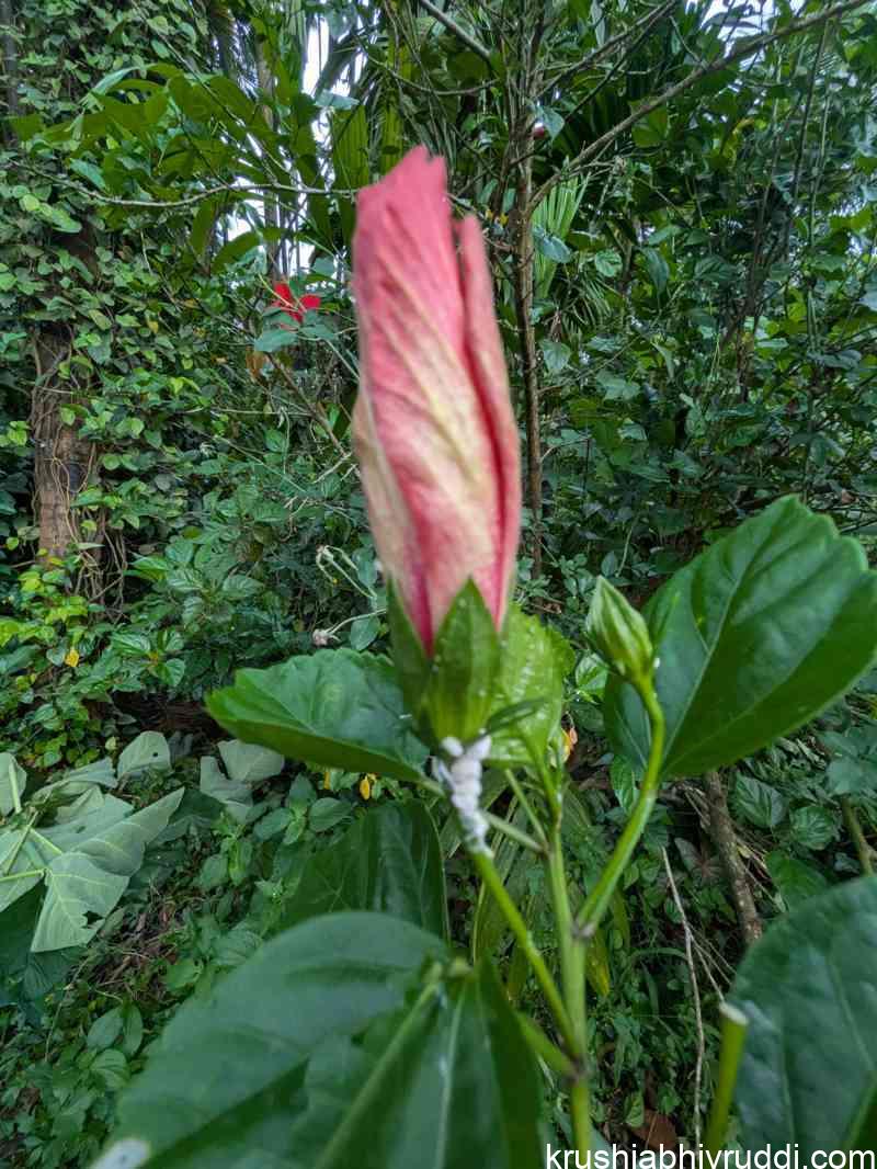 hibiscus flower and mealy bug