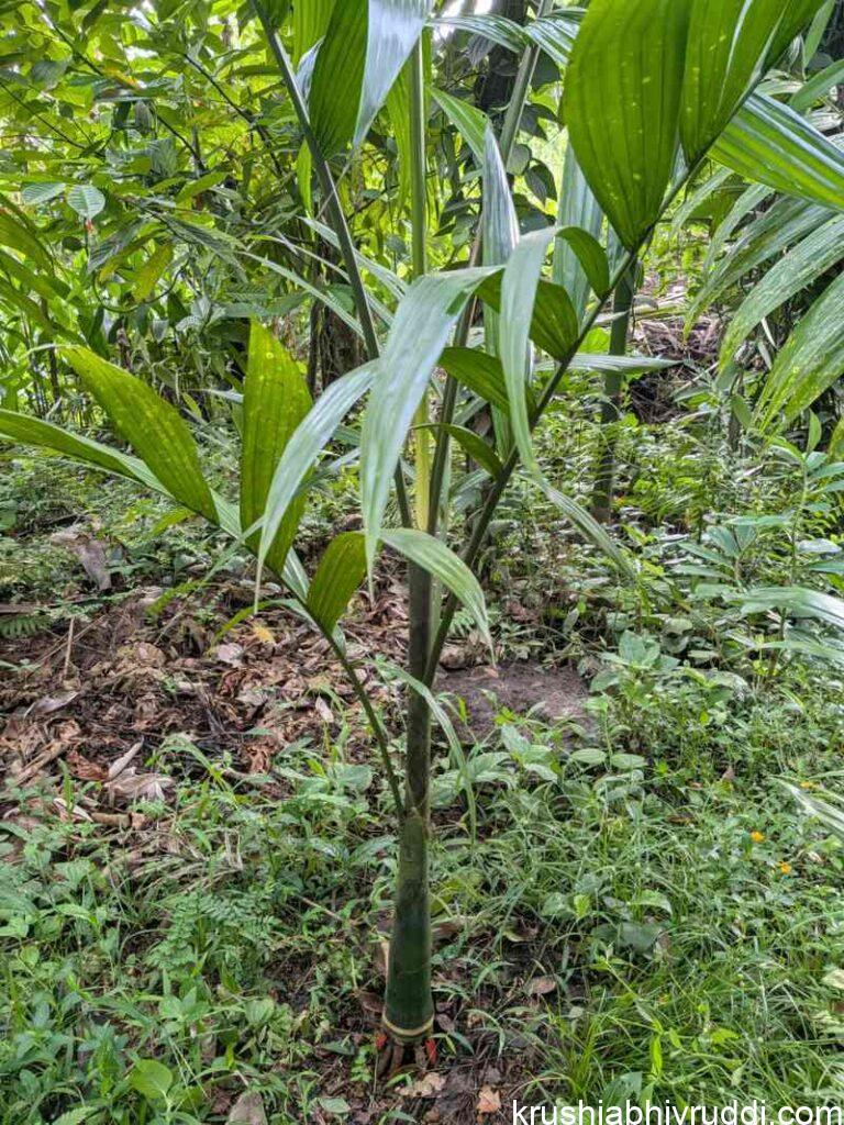 ಪಾತಿಯಲ್ಲಿ ಬೆಳೆಸಿದ ಎರಡು ವರ್ಷದ ಅಡಿಕೆ ಸಸಿ
