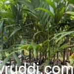 ಎರಡು ನೀರಿನ ಪ್ಯಾಕೆಟ್ ಅಡಿಕೆ ಸಸಿ