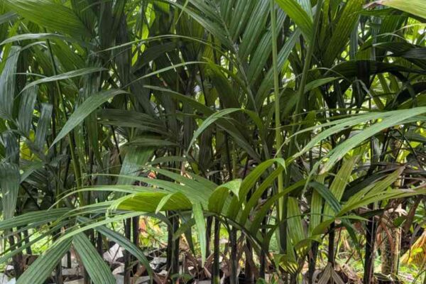 ಎರಡು ನೀರಿನ ಪ್ಯಾಕೆಟ್ ಅಡಿಕೆ ಸಸಿ