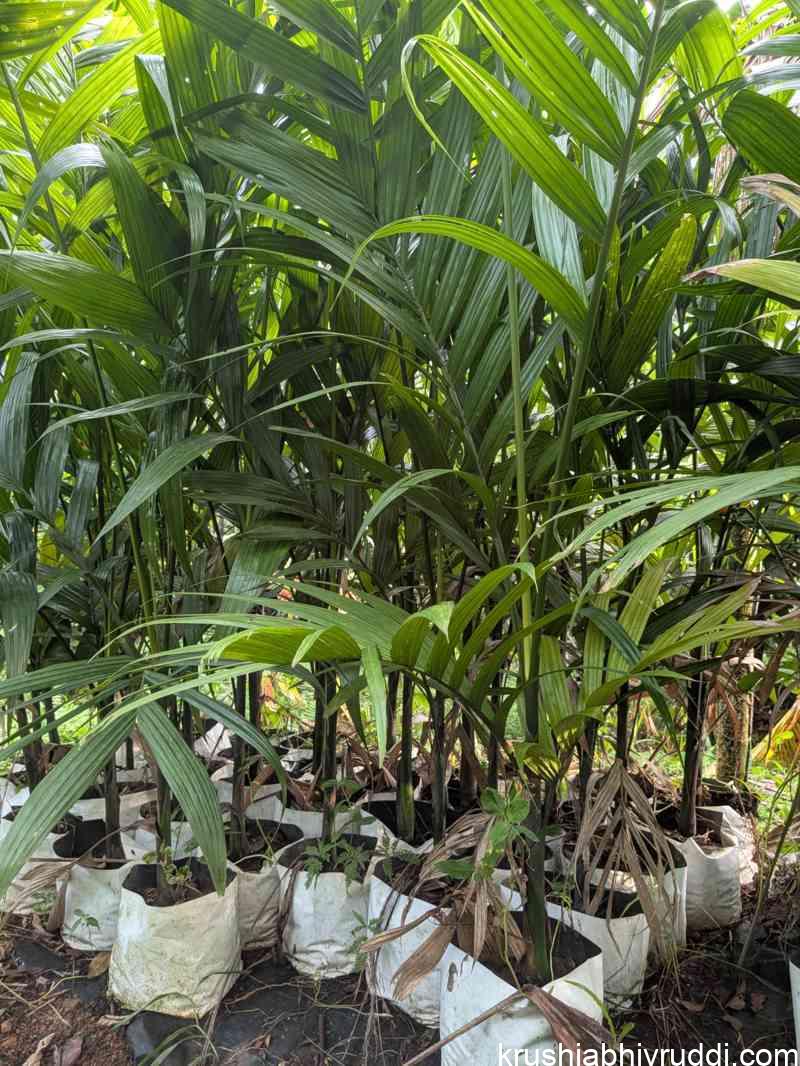 ಎರಡು ನೀರಿನ ಪ್ಯಾಕೆಟ್ ಅಡಿಕೆ ಸಸಿ