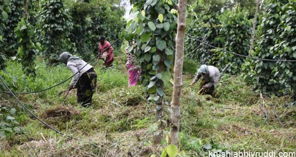 Weeds are used for mulching