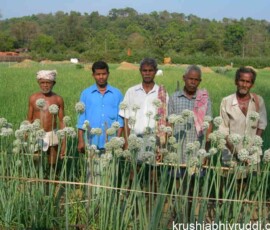 ಬೆಳಗ್ಗೆಯಿಂದ ಸಂಜೆವರೆಗೆ ಹೊಲಗಳಲ್ಲಿ ದುಡಿದು, ತಾವು ಬೆಳೆದ ಆಹಾರವೇ ಸೇವಿಸಿ, 80–90 ವರ್ಷಗಳವರೆಗೆ ಆರೋಗ್ಯದಿಂದ ಬದುಕುತ್ತಿದ್ದರು