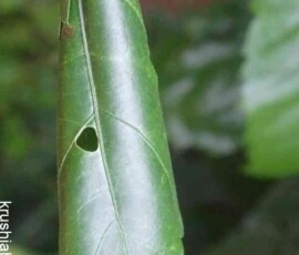 ಮುದುರಿದ ಎಲೆಗಳಲ್ಲಿ ರಂಧ್ರ