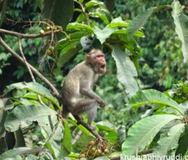 The permanent solution to Increasing Crop Damage by Wild Animals