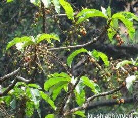 Forest fruit